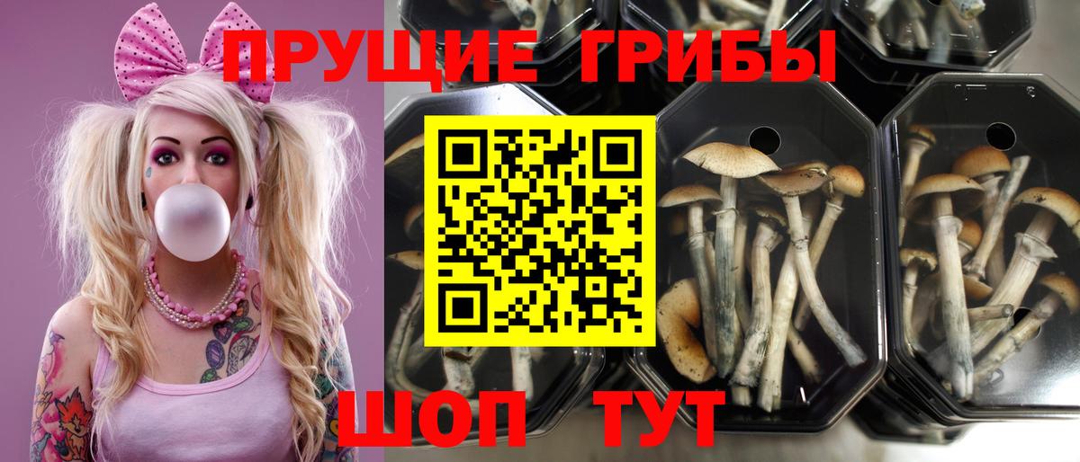 Галлюциногенные грибы Cubensis  Вход с VPN  Аксай 