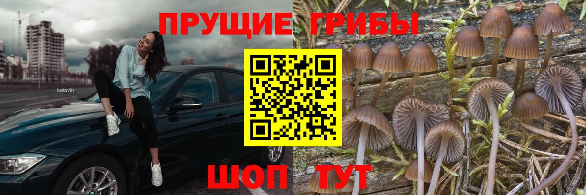 Галлюциногенные грибы Psilocybine cubensis Аксай